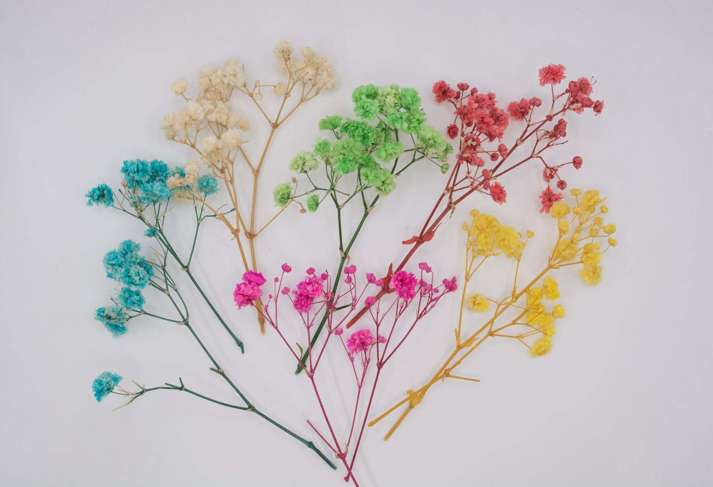 A flay lay type view of different coloured dried flowers which can be included in memorial items